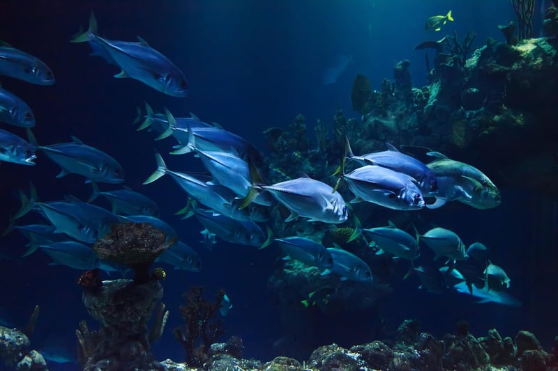 Deep Sea Exploration